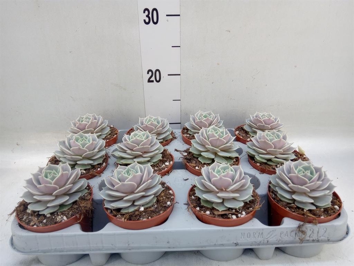<h4>Echeveria   ...</h4>