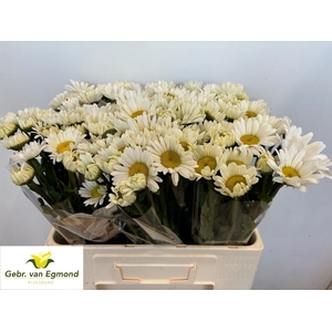 Leucanthemum Rheinblick Egmond