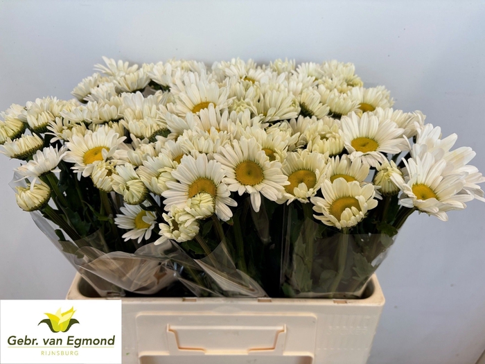 Leucanthemum Rheinblick Egmond