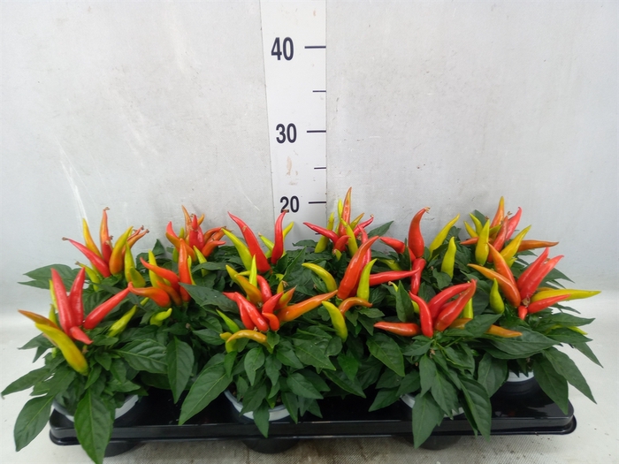 <h4>Capsicum annuum 'Joker'</h4>