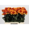 Dahlia Statue of Orange