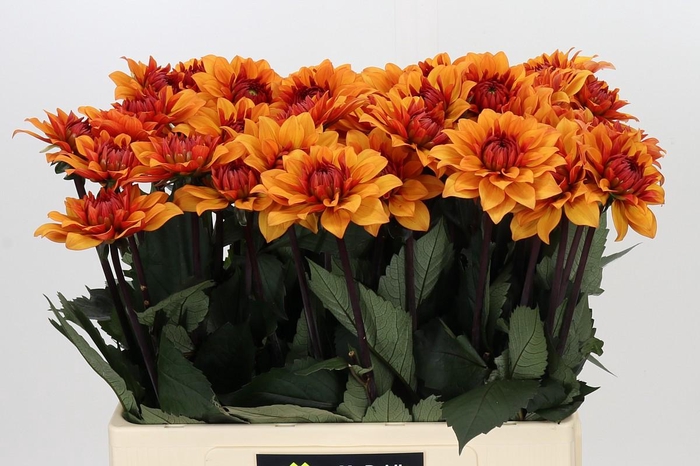 Dahlia Statue of Orange