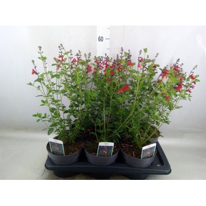 Salvia   ...