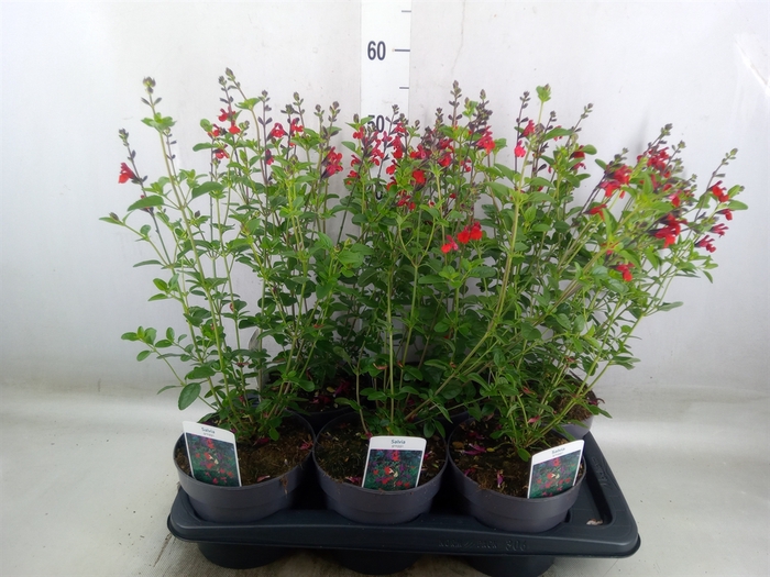 <h4>Salvia   ...</h4>