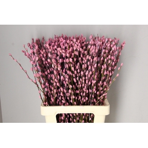 SALIX OV KLB H%