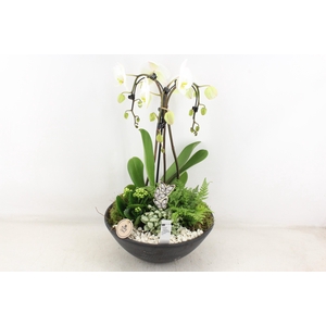 arr2 PL - Ebbischaal x1 paraplu wit