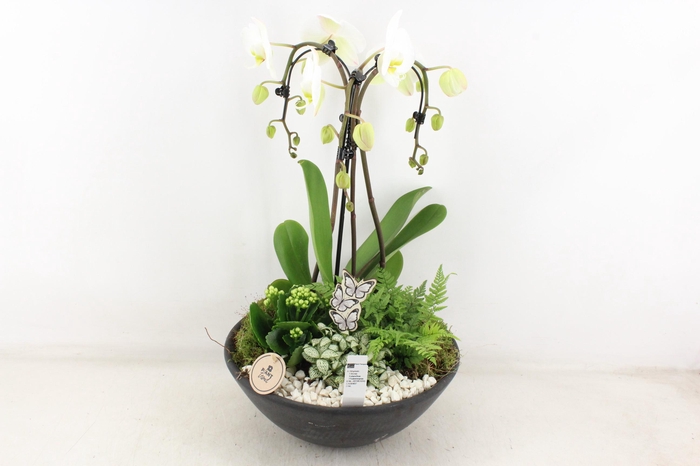 <h4>arr2 PL - Ebbischaal x1 paraplu wit</h4>