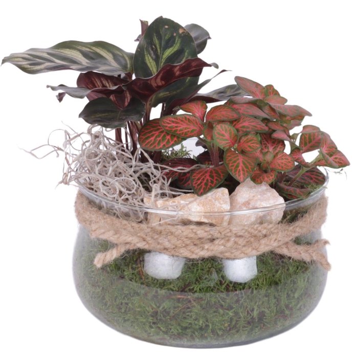 <h4>Yearround Arr. Indoor Glass Bowl with Rope Ø16cm 2PP</h4>