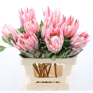 PROTEA CYNAROIDES