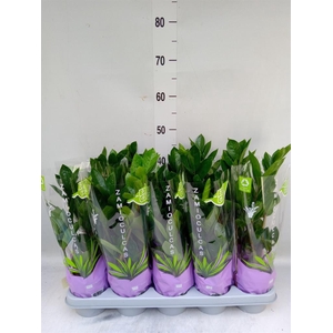 Zamioculcas zamiifolia