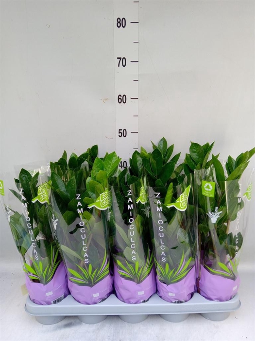 <h4>Zamioculcas zamiifolia</h4>