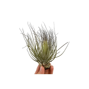 Tillandsia