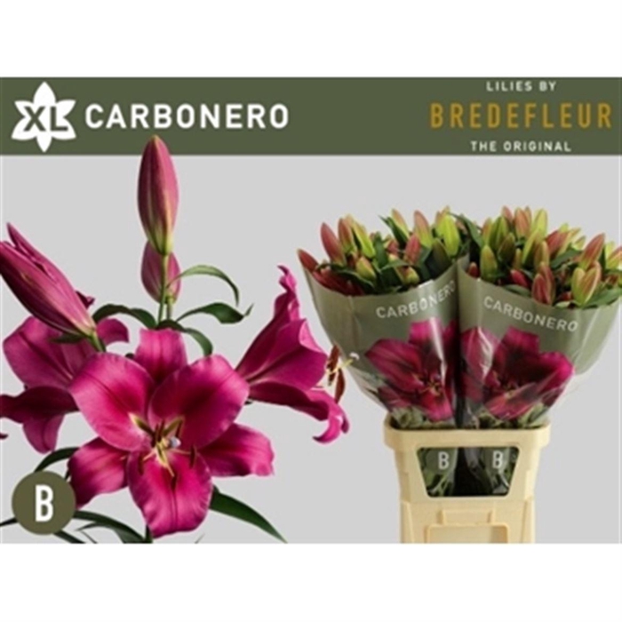 <h4>Li Ot Carbonero</h4>