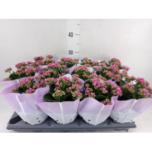 Kalanchoe blos.   ..rosebud