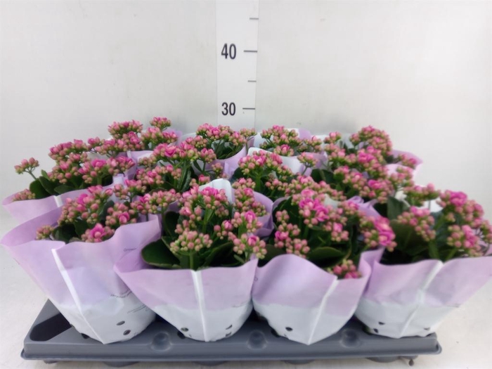 <h4>Kalanchoe blos.   ..rosebud</h4>