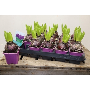 arr8 Hyacin Purple Sensat