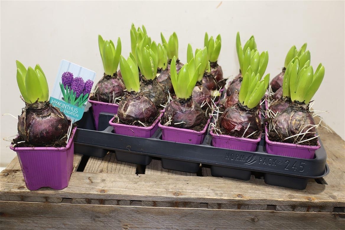 <h4>arr8 Hyacin Purple Sensat</h4>