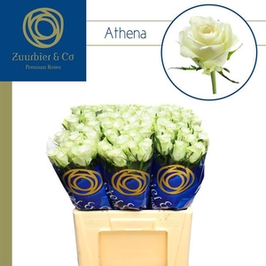 R GR ATHENA