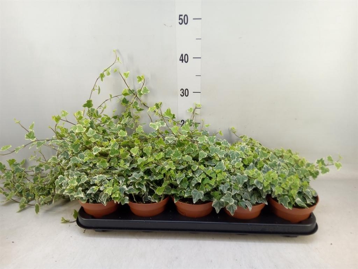 <h4>Hedera helix 'White Wonder'</h4>