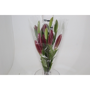 LIRIO TOUCHSTONE 070 CM HT 3/5 FLS