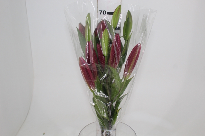 <h4>LIRIO TOUCHSTONE 070 CM HT 3/5 FLS</h4>