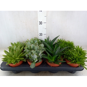 Succulents   ...mix 4