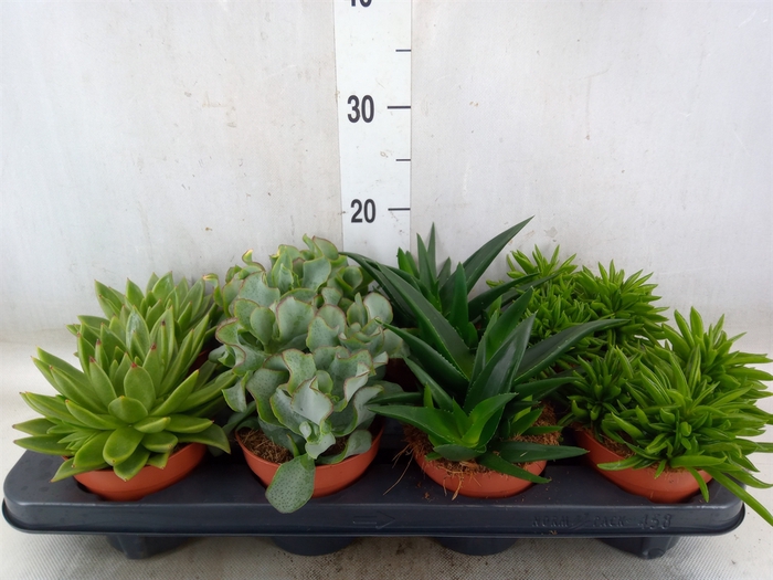 <h4>Succulents   ...mix 4</h4>