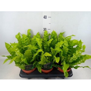 Asplenium nidus 'Crispy Wave'