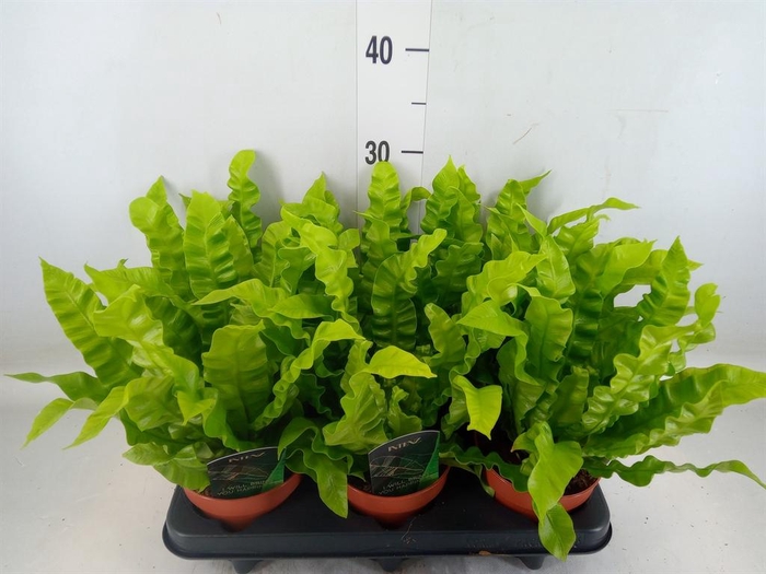 <h4>Asplenium nidus 'Crispy Wave'</h4>
