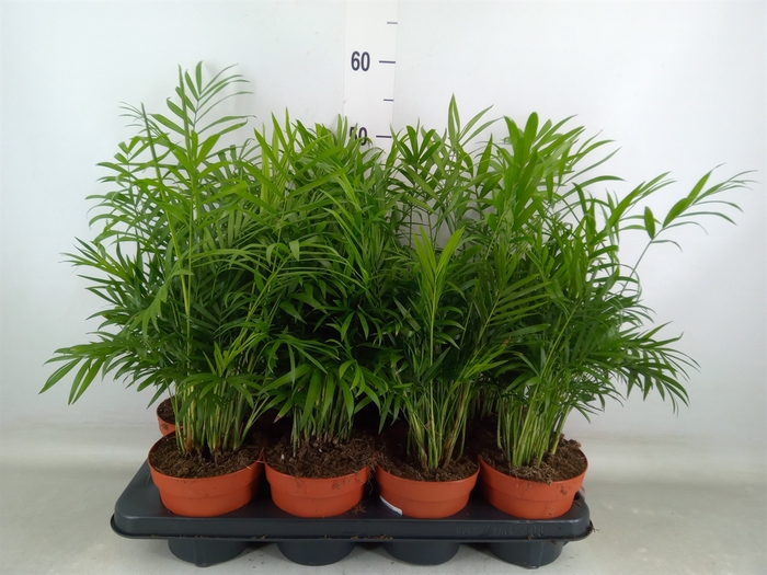 <h4>Chamaedorea elegans</h4>