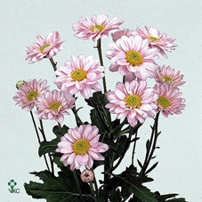 PAEONIA SUFFRUTICOSA