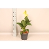 Canna generalis Cannova Divers
