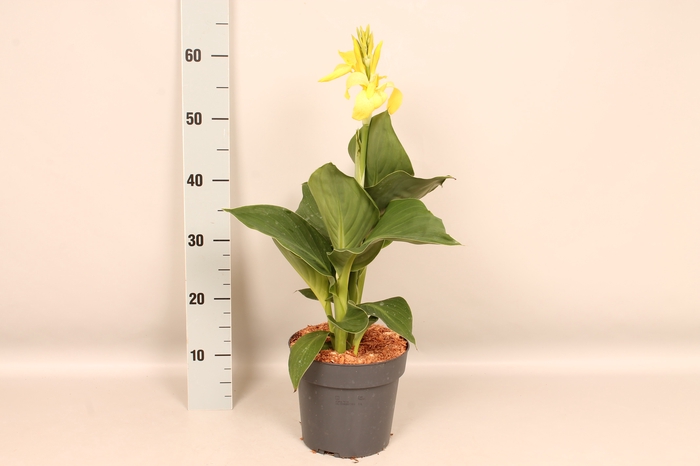 Canna generalis Cannova Divers