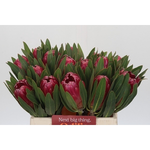 Protea Brenda