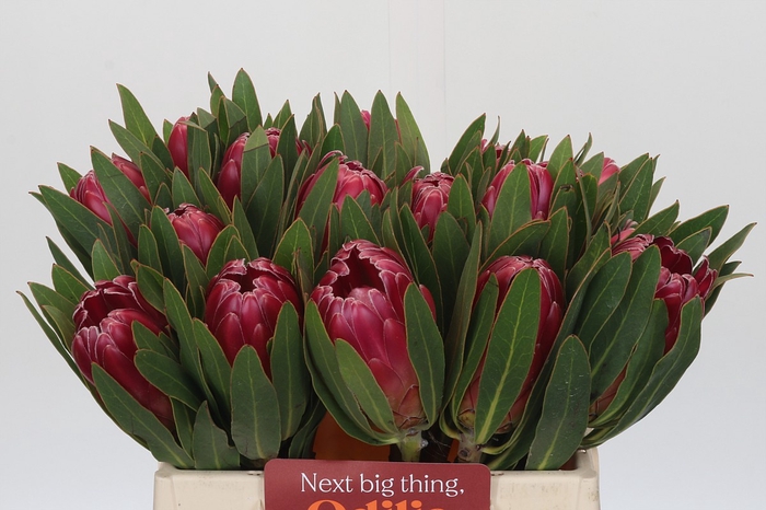 <h4>Protea Brenda</h4>