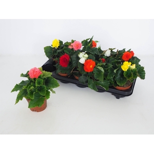 Begonia Swing Mix
