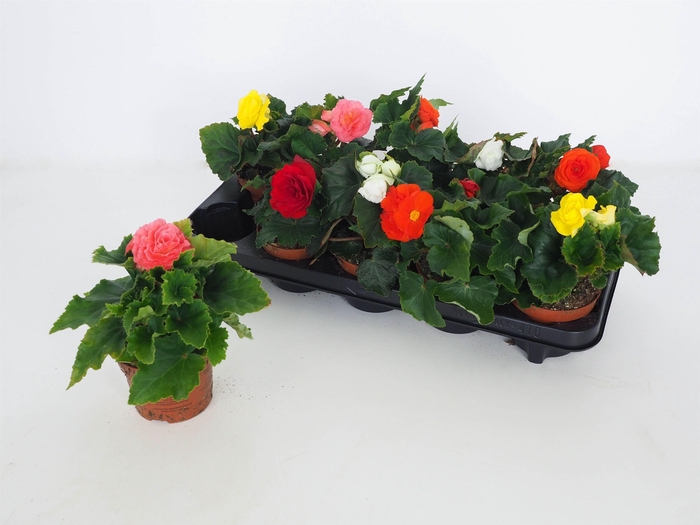 <h4>Begonia Swing Mix</h4>