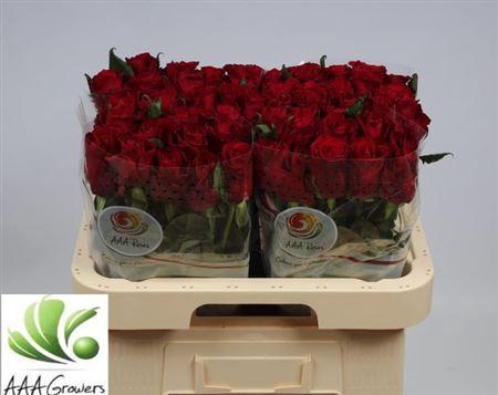 <h4>R Gr Ever Red</h4>