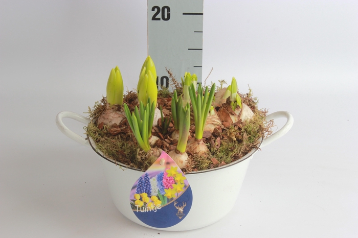 <h4>Arr Bol Knolgewas</h4>