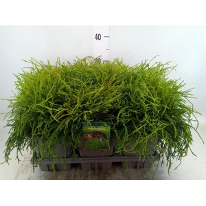 Chamaecyparis pis. 'Filifer Nana'