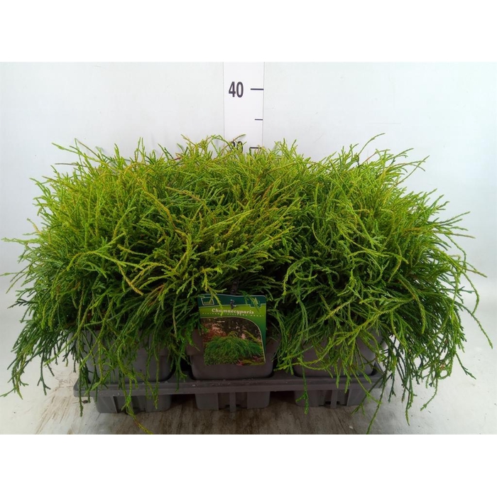 <h4>Chamaecyparis pis. 'Filifer Nana'</h4>