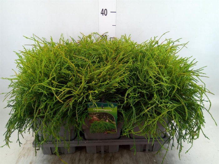 Chamaecyparis pis. 'Filifer Nana'