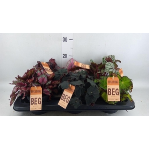Begonia BD rex ...mix