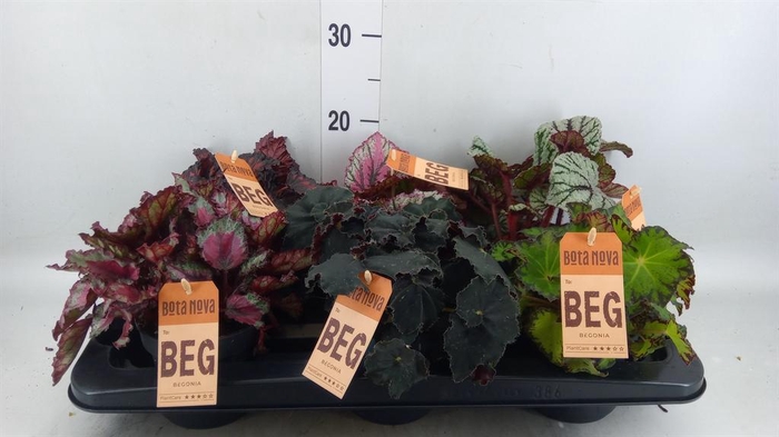<h4>Begonia BD rex ...mix</h4>