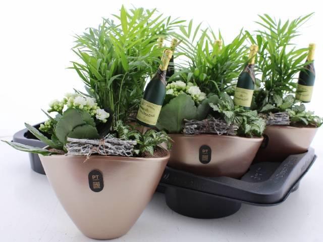 <h4>ARR KAMERPL</h4>