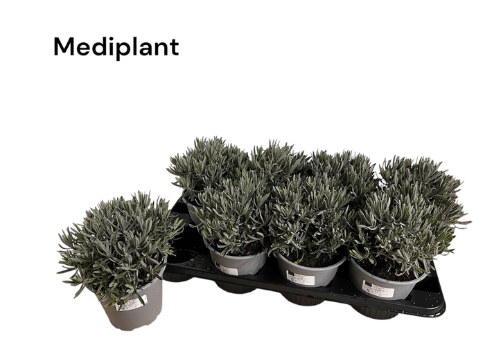 <h4>ROSMARIN OF OV</h4>