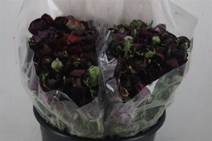 <h4>Ran Elegance Violet</h4>