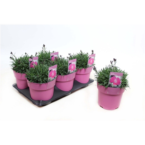 <h4>Dianthus Dinetta Purple</h4>