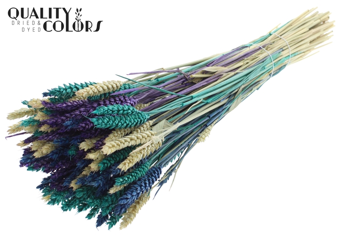 Triticum per bunch Scandinavian Mix