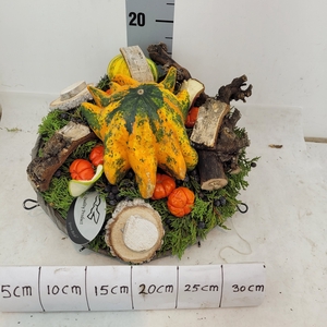 CUCURBITA OV
